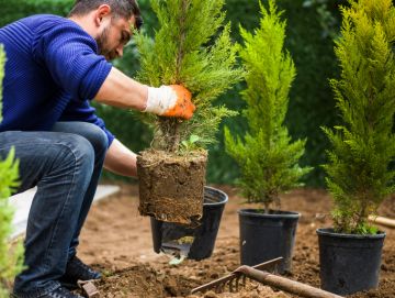 Planting Service in Spring by Spring Creek Tree Service, LLC