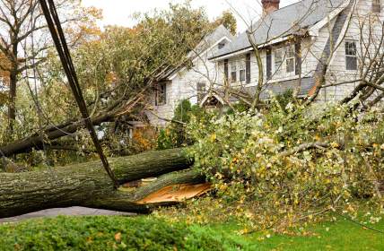 Emergency tree removal by Spring Creek Tree Service, LLC