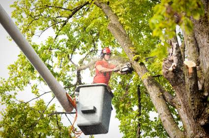 Tree pruning and trimming in Spring, Texas by Spring Creek Tree Service, LLC