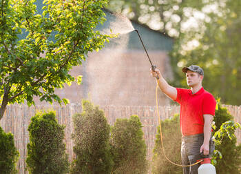 Tree Spraying in Spring, Texas