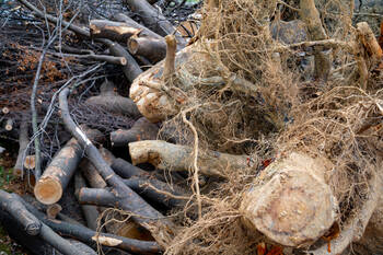 Tree Debris Removal in Spring, Texas by Spring Creek Tree Service, LLC