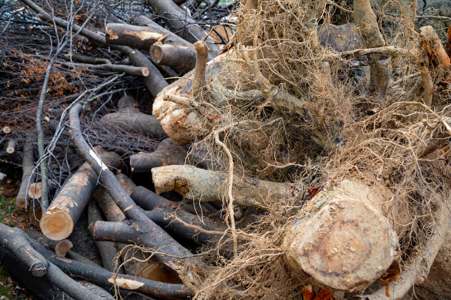 Tree Debris Removal by Spring Creek Tree Service, LLC