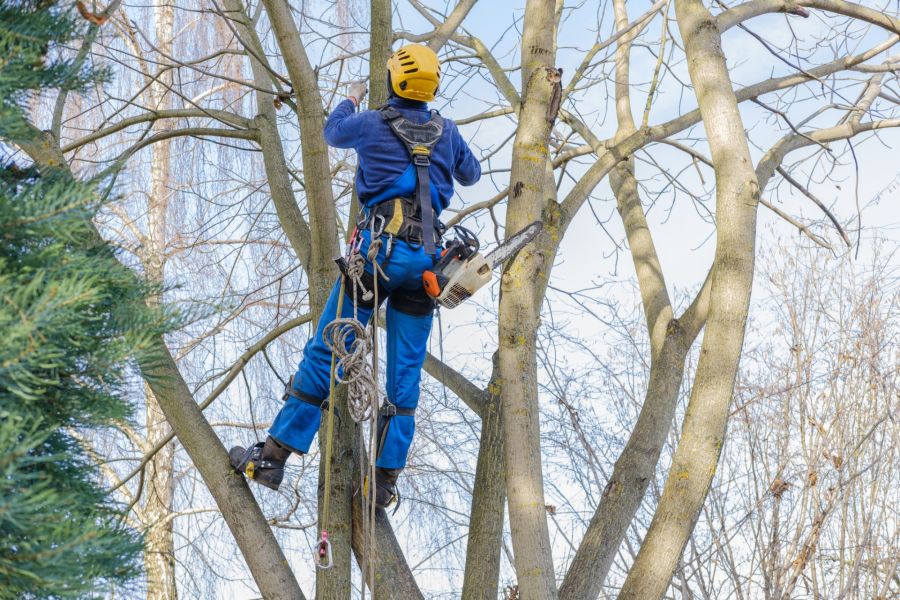 Tree Removal by Spring Creek Tree Service, LLC