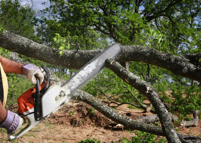 Tree services by Spring Creek Tree Service, LLC