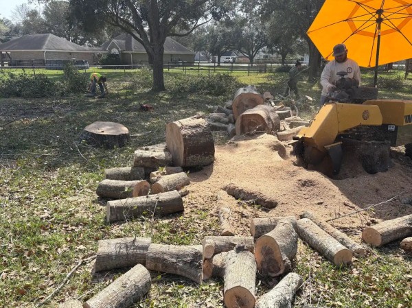 Tree Removal