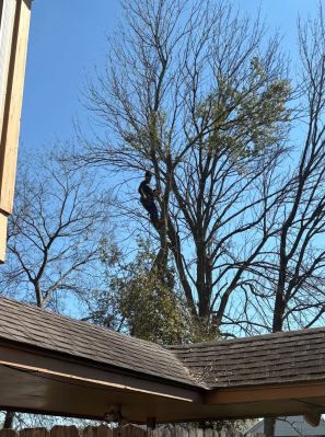Tree Services in The Woodlands, TX (2)