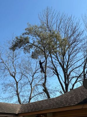 Tree Services in The Woodlands, TX (1)