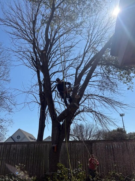 Pruning & Trimming in Conroe, TX (1)