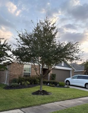 Tree Services in Tomball, TX (1)