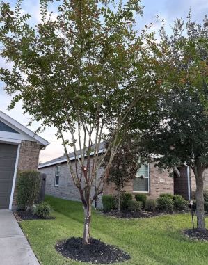 Tree Services in Tomball, TX (2)