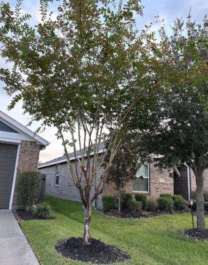 Tree Services in Tomball, TX (2)