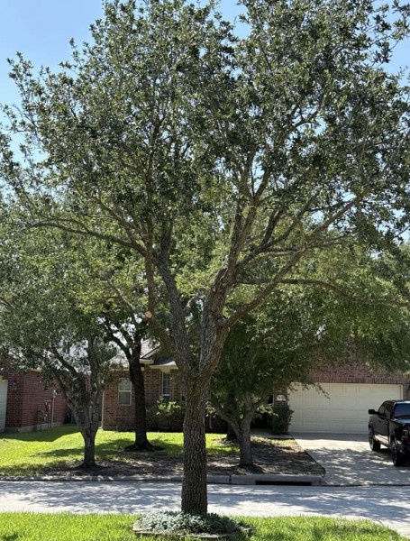 Tree Services in The Woodlands, TX (1)